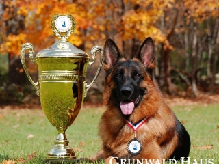 best german shepherds