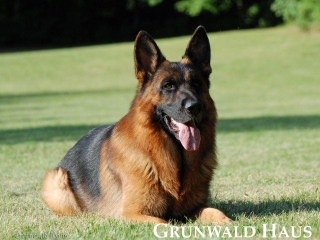 best german shepherds