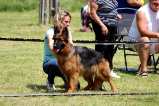 long coat german shepherd