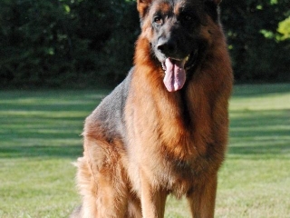 best german shepherds