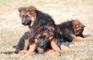 long coated german shepherd puppies