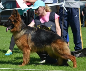 long coated german shepherd