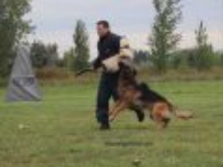 3 long hair german shepherd
