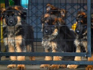 german shepherd puppies