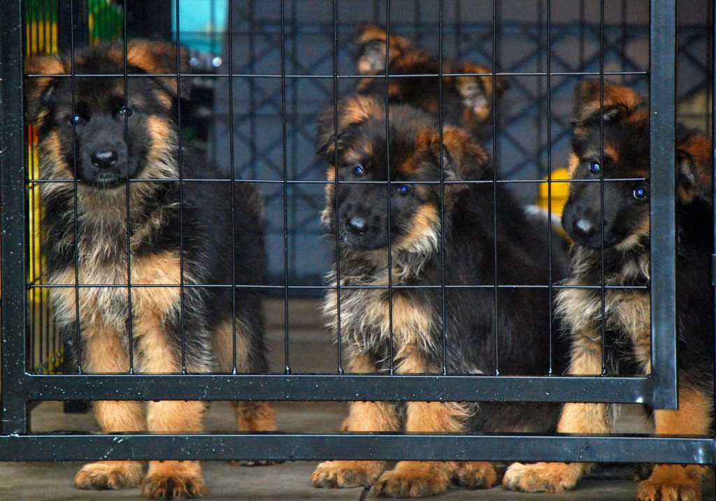 german shepherd puppies