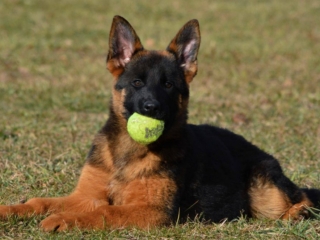 german shepherd puppies