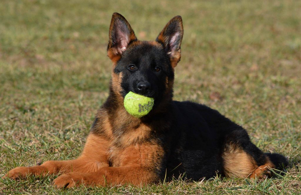 german shepherd puppies