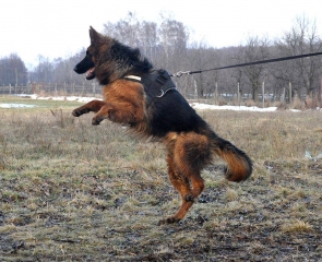 long coated german shepherd