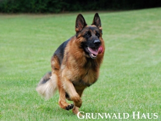 best german shepherds
