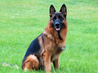 best german shepherds