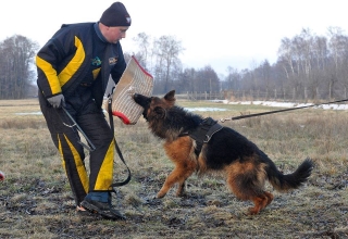 long hair german shepherd