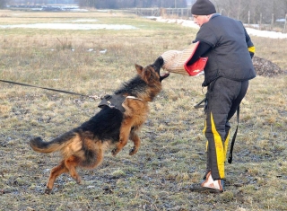 long haired german shepherd