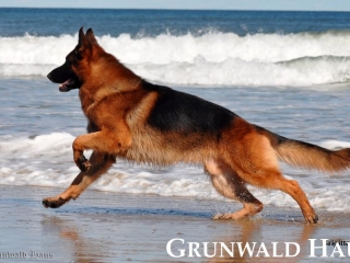 best german shepherds