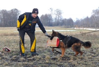 long coat german shepherd