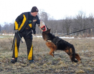 long coated german shepherd