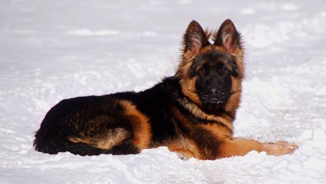 long coat german shepherd puppy