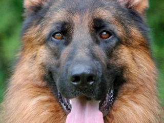 best german shepherds