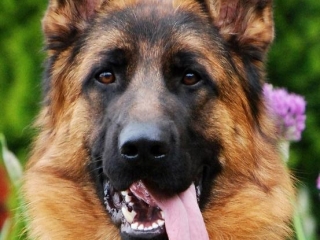 best german shepherds