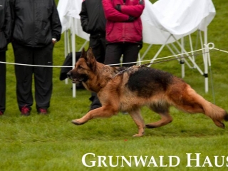german shepherds new england