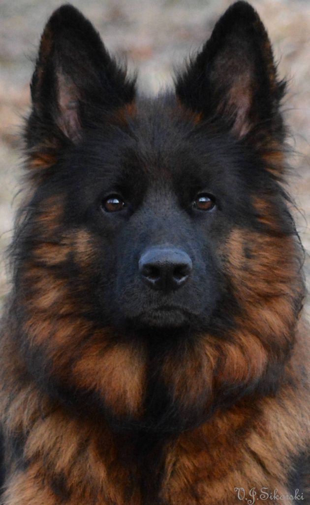 long coated german shepherd