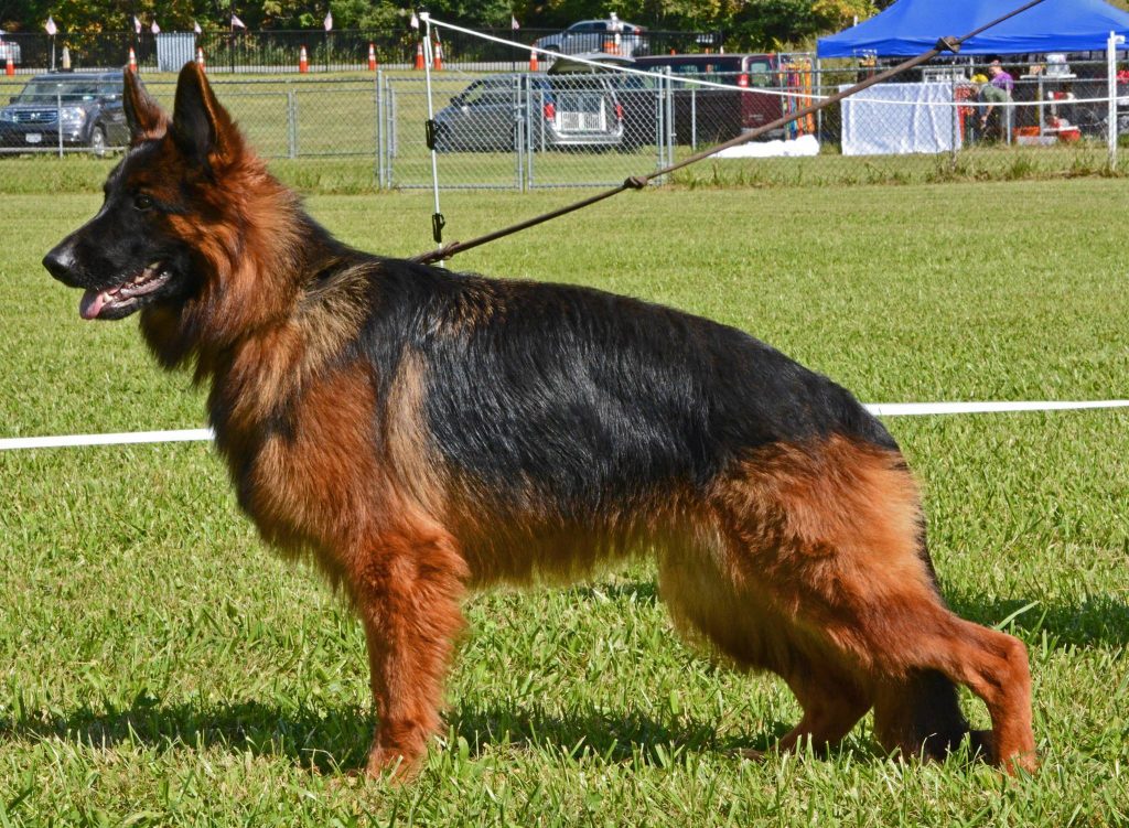 long hair german shepherd