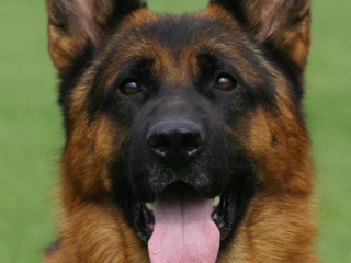 german shepherds new england
