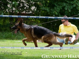 german shepherds new england