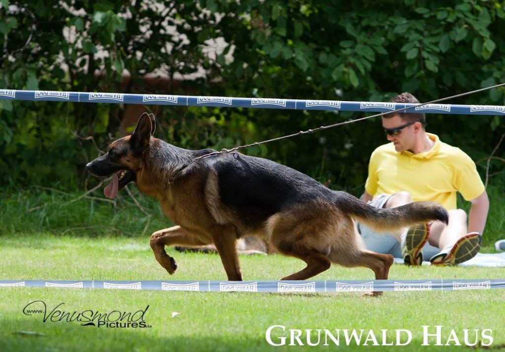 german shepherds new england