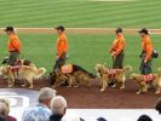 5 long coat german shepherd