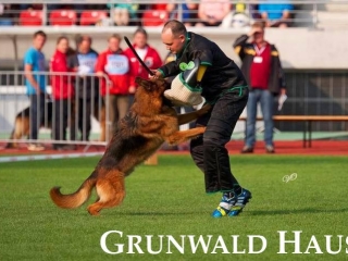 german shepherds connecticut