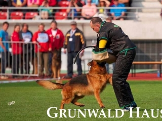 german shepherds connecticut