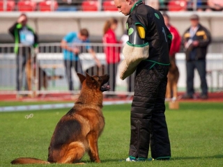 german shepherds connecticut