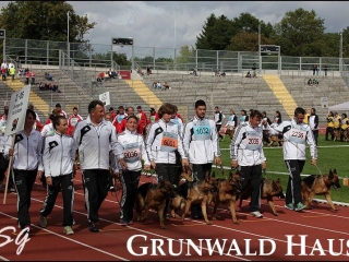 german shepherds connecticut
