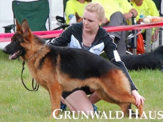 german shepherds connecticut