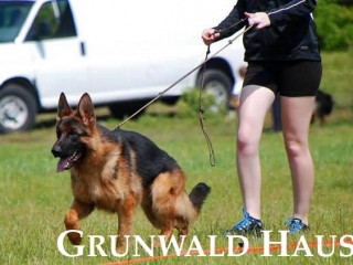 german shepherds connecticut