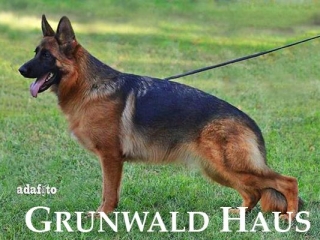 german shepherds connecticut