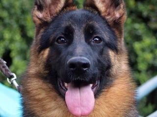 german shepherds rhode island