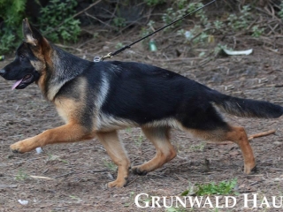 german shepherds rhode island