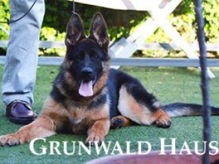 german shepherds rhode island