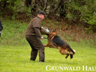 best german shepherds