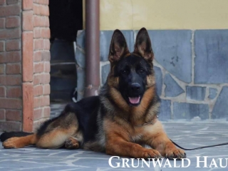 german shepherds rhode island