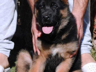 german shepherds rhode island