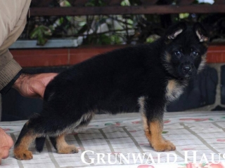 german shepherds rhode island