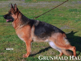 german shepherds rhode island
