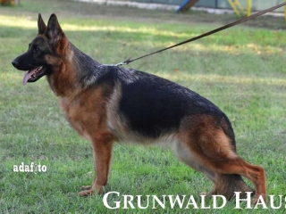 german shepherds rhode island