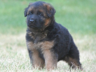 german shepherds massachusetts