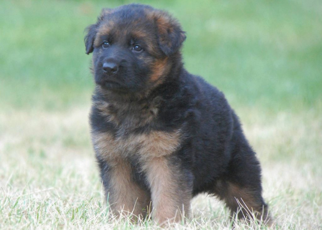 german shepherds massachusetts