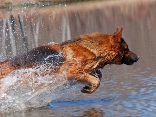 german shepherds connecticut