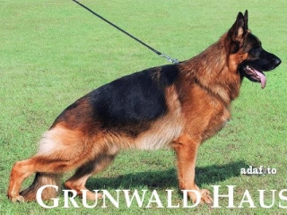 best german shepherds
