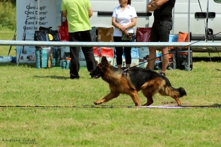 long hair german shepherd